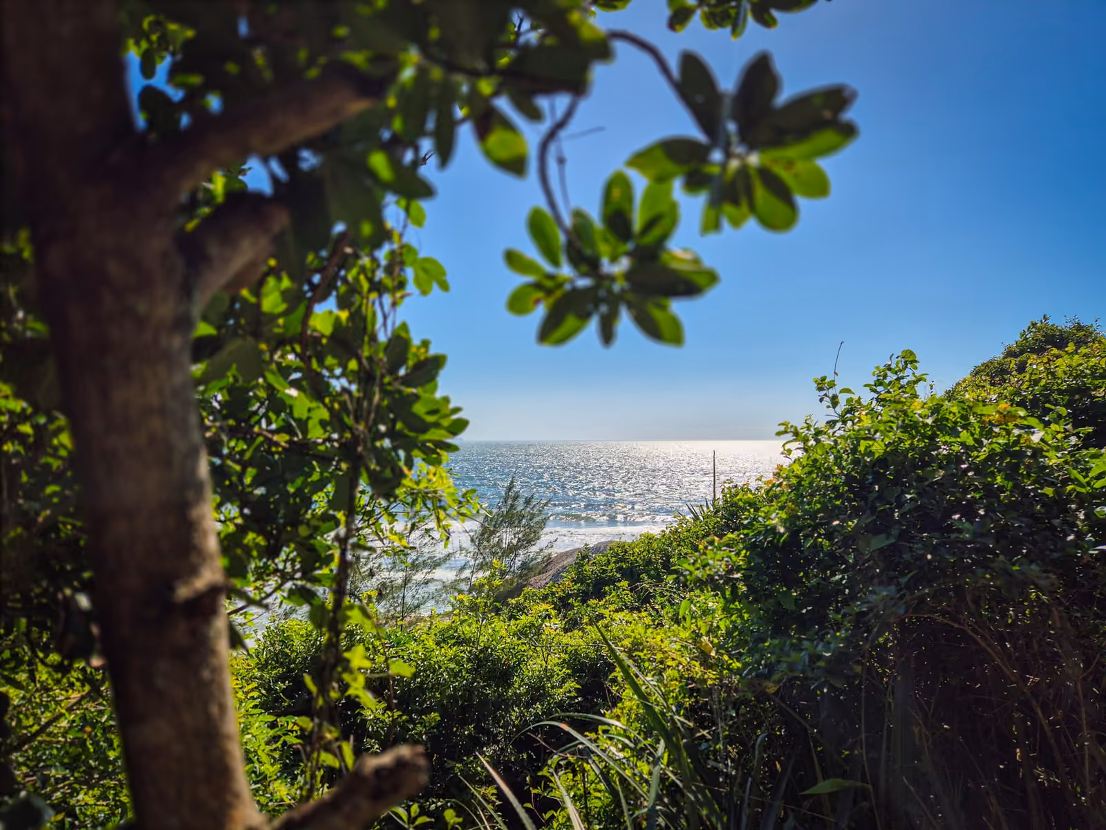 Mar de Garopaba visto por entre a mata do morro, num dia de sol
