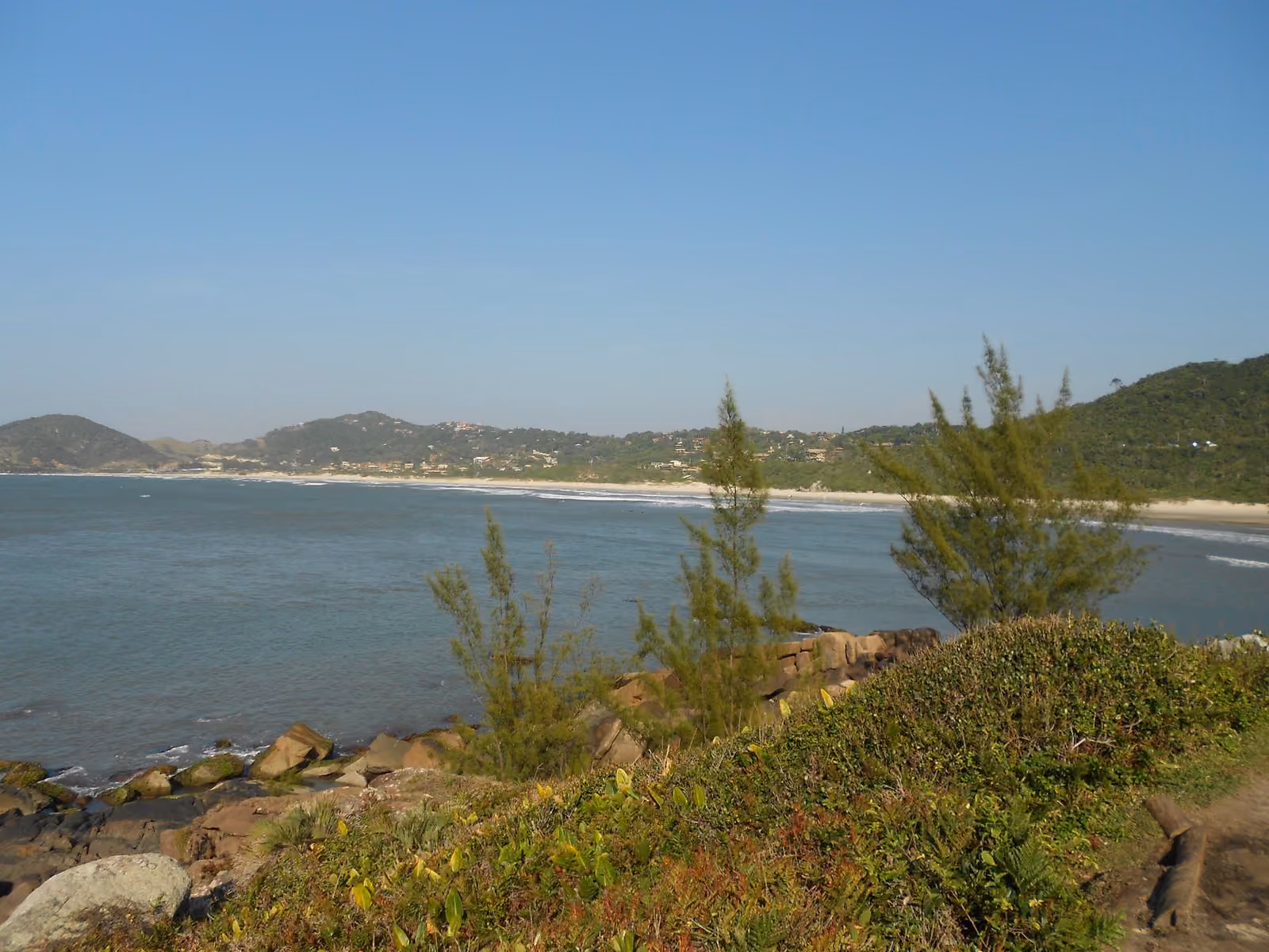 Rosa Norte visto do costão, com pinheiros baixos, pedras e a areia do outro lado